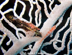 Small fish in coral by Andika Conoras 